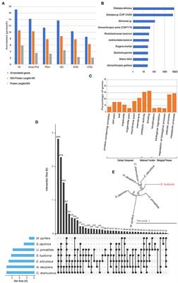 First Draft Genome Assembly of the Seaweed Sargassum fusiforme